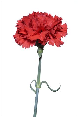 Photo de variété de fleurs à utiliser comme: Fleur coupée Dianthus caryophyllus Zingarello