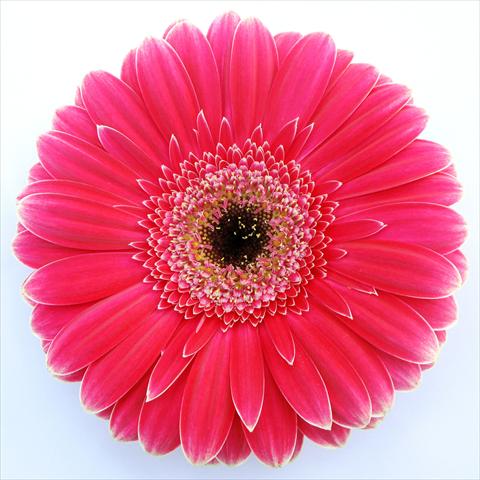 Photo de variété de fleurs à utiliser comme: Pot Gerbera jamesonii RE-AL® Alison