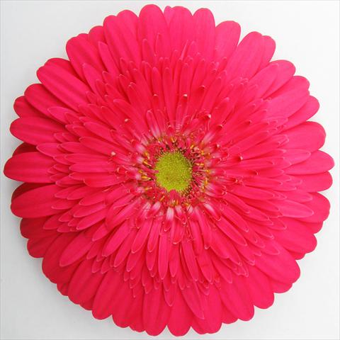 Photo de variété de fleurs à utiliser comme: Pot Gerbera jamesonii RE-AL® Beverly