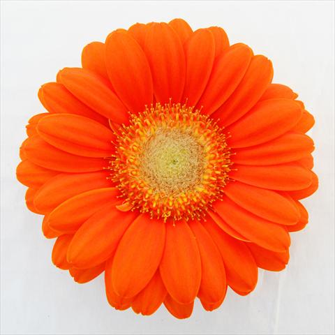 Photo de variété de fleurs à utiliser comme: Pot Gerbera jamesonii RE-AL® Candy