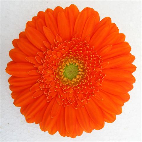 Photo de variété de fleurs à utiliser comme: Pot Gerbera jamesonii RE-AL® Chrystal