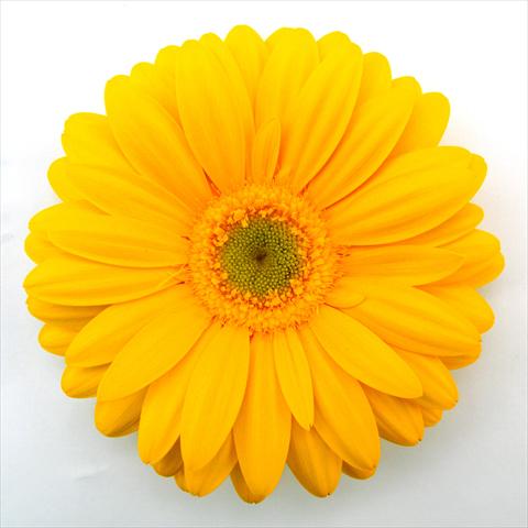 Photo de variété de fleurs à utiliser comme: Pot Gerbera jamesonii RE-AL® Dana