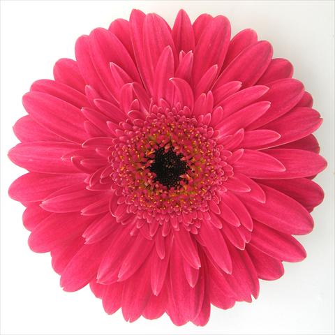 Photo de variété de fleurs à utiliser comme: Pot Gerbera jamesonii RE-AL® Kayla