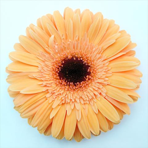 Photo de variété de fleurs à utiliser comme: Pot Gerbera jamesonii RE-AL® Meringa