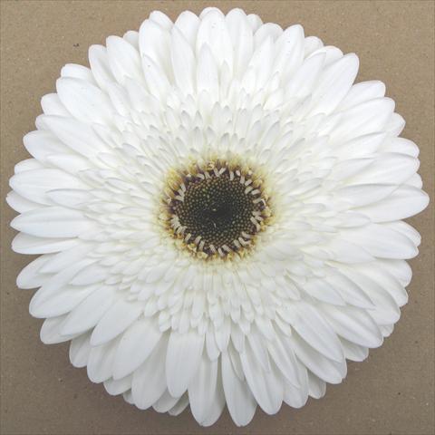 Photo de variété de fleurs à utiliser comme: Pot Gerbera jamesonii RE-AL® Minerva