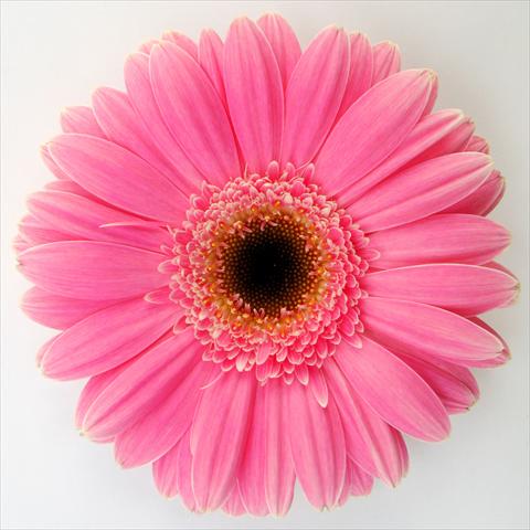 Photo de variété de fleurs à utiliser comme: Pot Gerbera jamesonii RE-AL® Momo