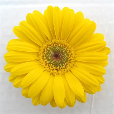 Photo de variété de fleurs à utiliser comme: Pot Gerbera jamesonii RE-AL® Morgana