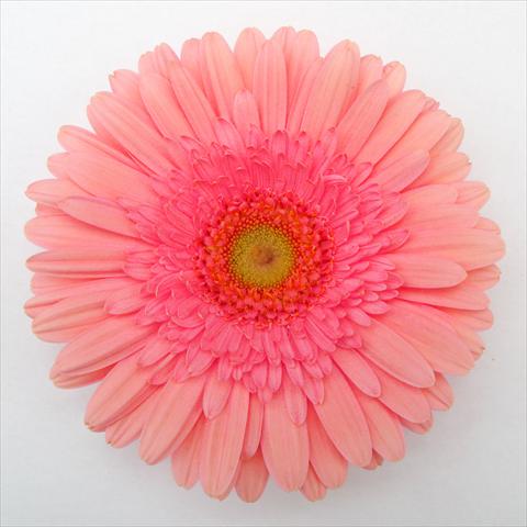 Photo de variété de fleurs à utiliser comme: Pot Gerbera jamesonii RE-AL® Muriel