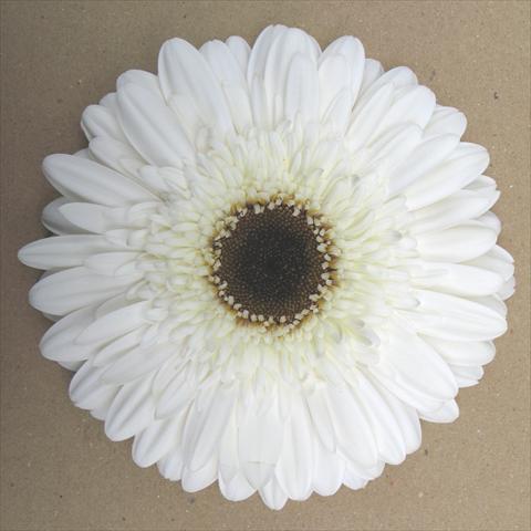 Photo de variété de fleurs à utiliser comme: Pot Gerbera jamesonii RE-AL® Nuvola