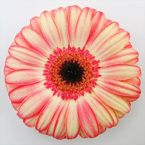 Photo de variété de fleurs à utiliser comme: Pot Gerbera jamesonii RE-AL® Rhoda