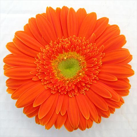 Photo de variété de fleurs à utiliser comme: Pot Gerbera jamesonii RE-AL® Sofia