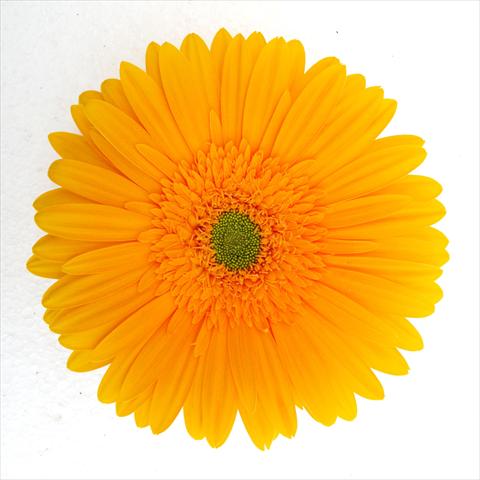 Photo de variété de fleurs à utiliser comme: Pot Gerbera jamesonii RE-AL® Terry