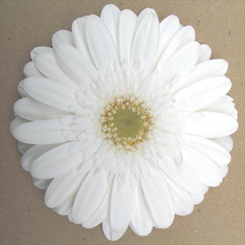 Photo de variété de fleurs à utiliser comme: Pot Gerbera jamesonii RE-AL® Top Model
