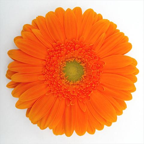 photo of flower to be used as: Pot Gerbera jamesonii RE-AL® Zoe