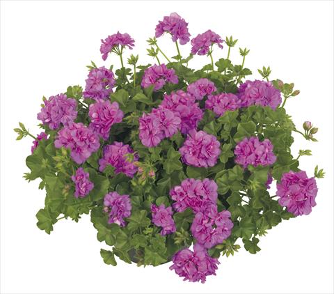 Photo de variété de fleurs à utiliser comme: Pot, patio, Suspension Pelargonium peltatum RE-AL® Alpha Leonis®