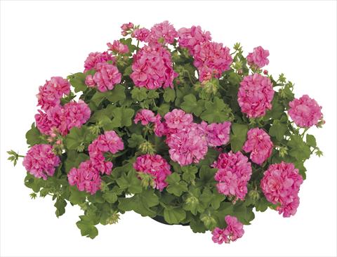 Photo de variété de fleurs à utiliser comme: Pot, patio, Suspension Pelargonium peltatum RE-AL® Dione®