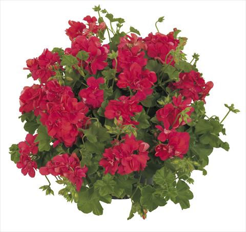 Photo de variété de fleurs à utiliser comme: Pot, patio, Suspension Pelargonium peltatum RE-AL® Lynx®