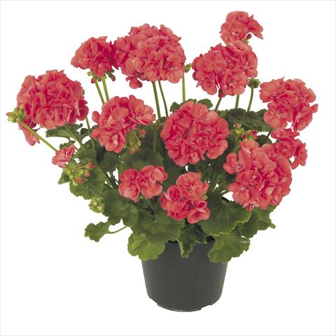 Photo de variété de fleurs à utiliser comme: Pot, patio, Suspension Pelargonium peltatum RE-AL® Ambrosia®