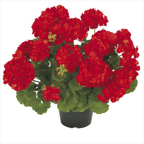 Photo de variété de fleurs à utiliser comme: Pot Pelargonium zonale RE-AL® Asterion®