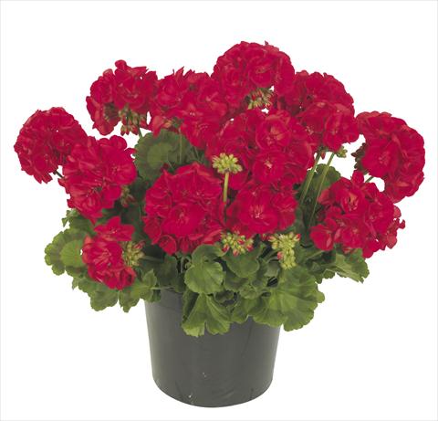 Photo de variété de fleurs à utiliser comme: Pot, patio, Suspension Pelargonium peltatum RE-AL® Circinus®