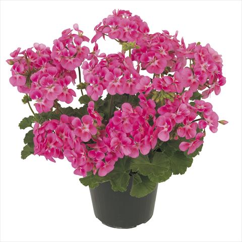 Photo de variété de fleurs à utiliser comme: Pot, patio, Suspension Pelargonium peltatum RE-AL® Eudora®
