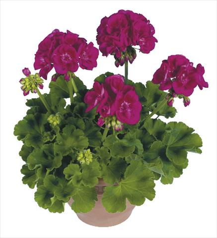 Photo de variété de fleurs à utiliser comme: Pot Pelargonium zonale pac® Flower Fairy Berry®