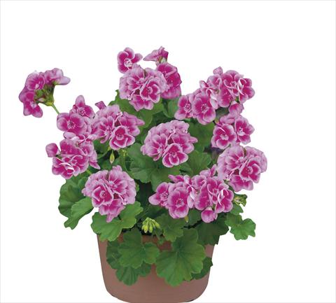Photo de variété de fleurs à utiliser comme: Pot Pelargonium zonale pac® Flower Fairy Rose®