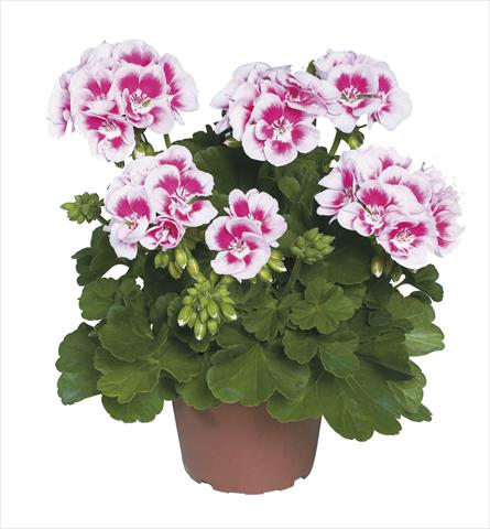 Photo de variété de fleurs à utiliser comme: Pot Pelargonium zonale pac® Flower Fairy White Splash®