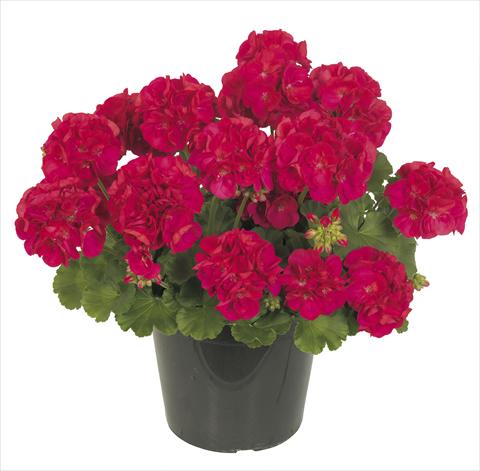 Photo de variété de fleurs à utiliser comme: Pot, patio, Suspension Pelargonium peltatum RE-AL® Inedito 76969®