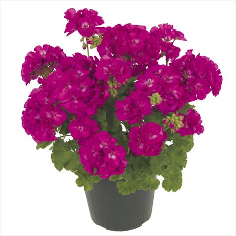 Photo de variété de fleurs à utiliser comme: Pot, patio, Suspension Pelargonium peltatum RE-AL® Maia®