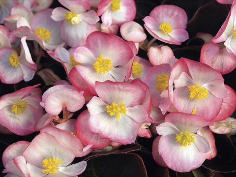 Photo de variété de fleurs à utiliser comme: Plante à massif/ plante de bordure Begonia semperflorens Bada Boom Rose Bicolor