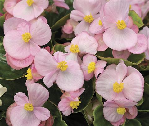 Photo de variété de fleurs à utiliser comme: Plante à massif/ plante de bordure Begonia semperflorens Bada Bing Soft Pink