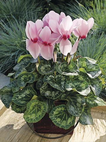 Photo de variété de fleurs à utiliser comme: Patio, pot Cyclamen persicum Sierra Synchro Light Pink with Eye