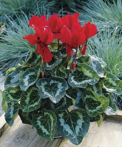 Photo de variété de fleurs à utiliser comme: Patio, pot Cyclamen persicum Sierra Synchro Scarlet