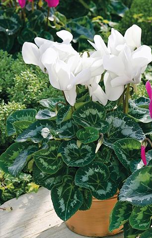 Photo de variété de fleurs à utiliser comme: Patio, pot Cyclamen persicum Sierra Synchro White