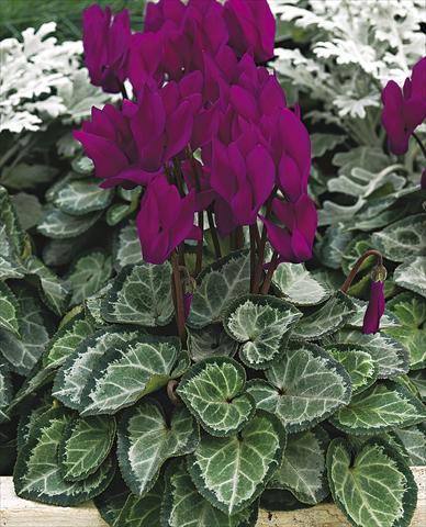 Photo de variété de fleurs à utiliser comme: Pot, Plante à massif, patio Cyclamen persicum Silverheart Purple
