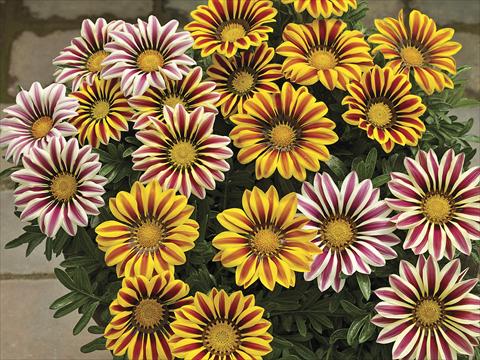 Photo de variété de fleurs à utiliser comme: Plante à massif/ plante de bordure Gazania splendens Big Kiss Mix