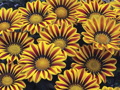 Photo de variété de fleurs à utiliser comme: Plante à massif/ plante de bordure Gazania splendens Big Kiss Yellow Flame