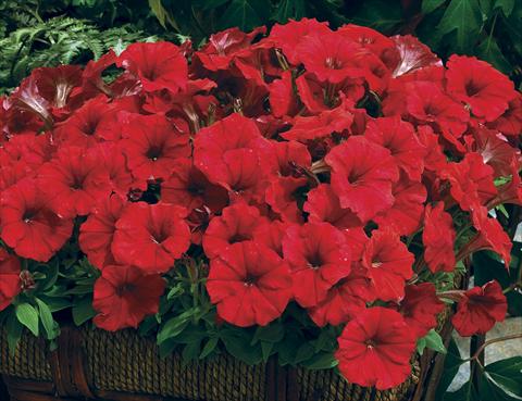 Photo de variété de fleurs à utiliser comme: Plante à massif/ plante de bordure Petunia milliflora Picobella Red