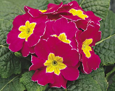 Photo de variété de fleurs à utiliser comme: Plante à massif/ plante de bordure Primula acaulis, veris, vulgaris Orion Rose Frost