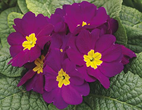 Photo de variété de fleurs à utiliser comme: Plante à massif/ plante de bordure Primula acaulis, veris, vulgaris Orion Violet