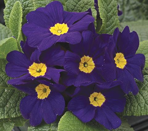Photo de variété de fleurs à utiliser comme: Plante à massif/ plante de bordure Primula acaulis, veris, vulgaris Primera Blue