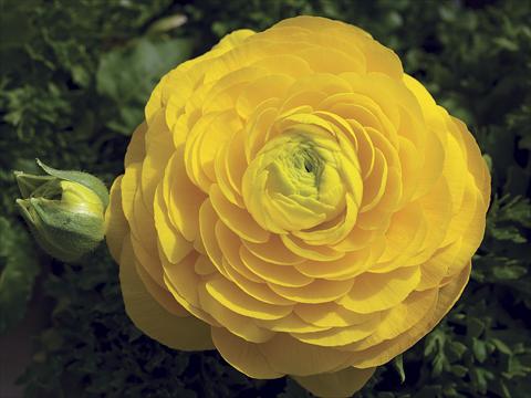Photo de variété de fleurs à utiliser comme: Patio, Plante à massif Ranunculus asiaticus Magic Yellow