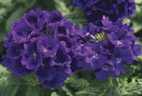 Photo de variété de fleurs à utiliser comme: Plante à massif, pot ou Suspension Verbena Tuscany Blue