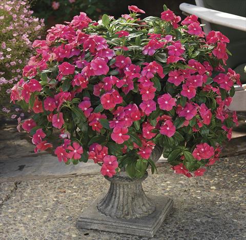 Photo de variété de fleurs à utiliser comme: Plante à massif, patio, Suspension Catharanthus roseus - Vinca Cora Cascade Cherry