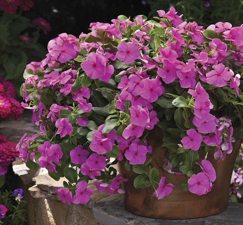 Photo de variété de fleurs à utiliser comme: Plante à massif, patio, Suspension Catharanthus roseus - Vinca Cora Cascade Lilac