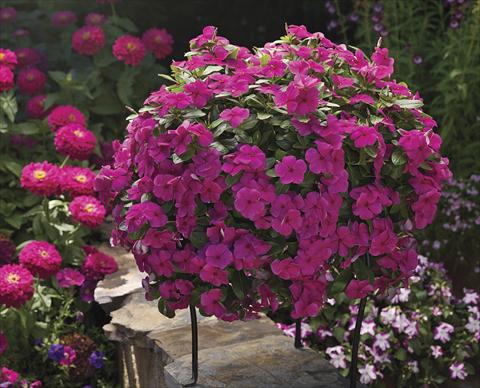 Photo de variété de fleurs à utiliser comme: Plante à massif, patio, Suspension Catharanthus roseus - Vinca Cora Cascade Magenta