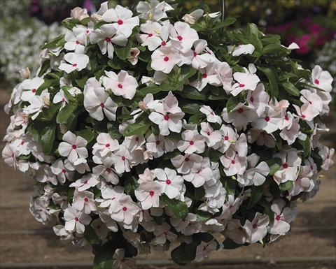 Photo de variété de fleurs à utiliser comme: Plante à massif, patio, Suspension Catharanthus roseus - Vinca Cora Cascade PeachBlush