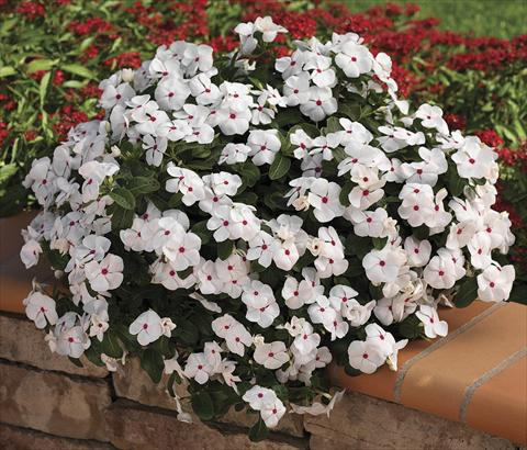 Photo de variété de fleurs à utiliser comme: Plante à massif, patio, Suspension Catharanthus roseus - Vinca Cora Cascade WhitePolkaDot