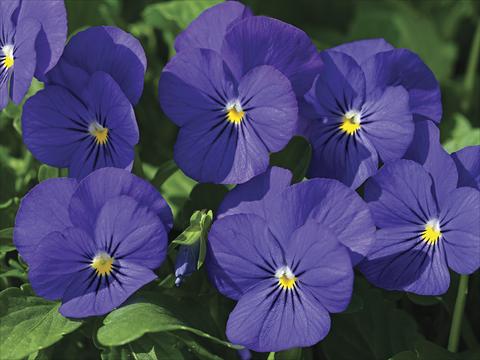 Photo de variété de fleurs à utiliser comme: Plante à massif/ plante de bordure Viola cornuta Penny Blue